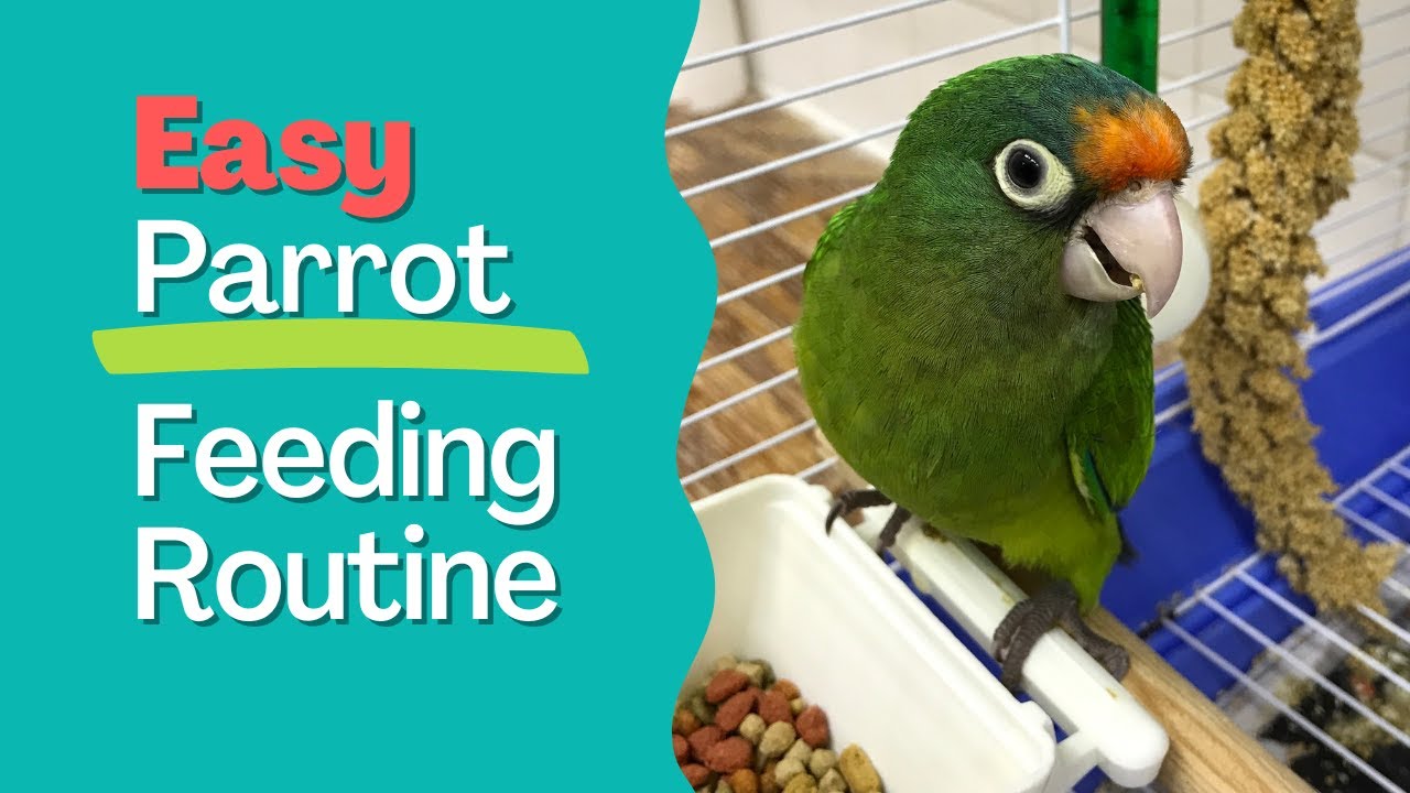 SIMPLE care routine for YOUR parrot - YouTube - Parrotlet Adapting To New Daily Routine