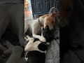 Rat Terrier Big Brother Talks to Little Sister