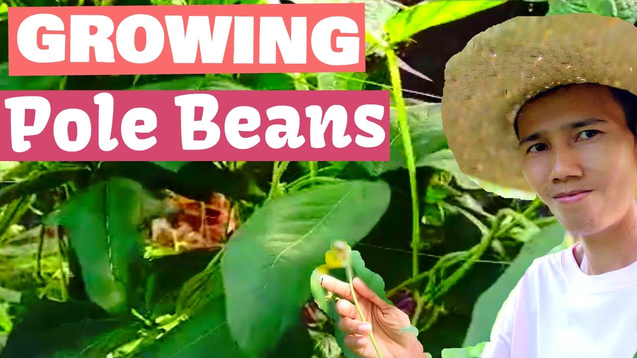 GROWING POLE BEANS After 2 &1/2 Months YouTube