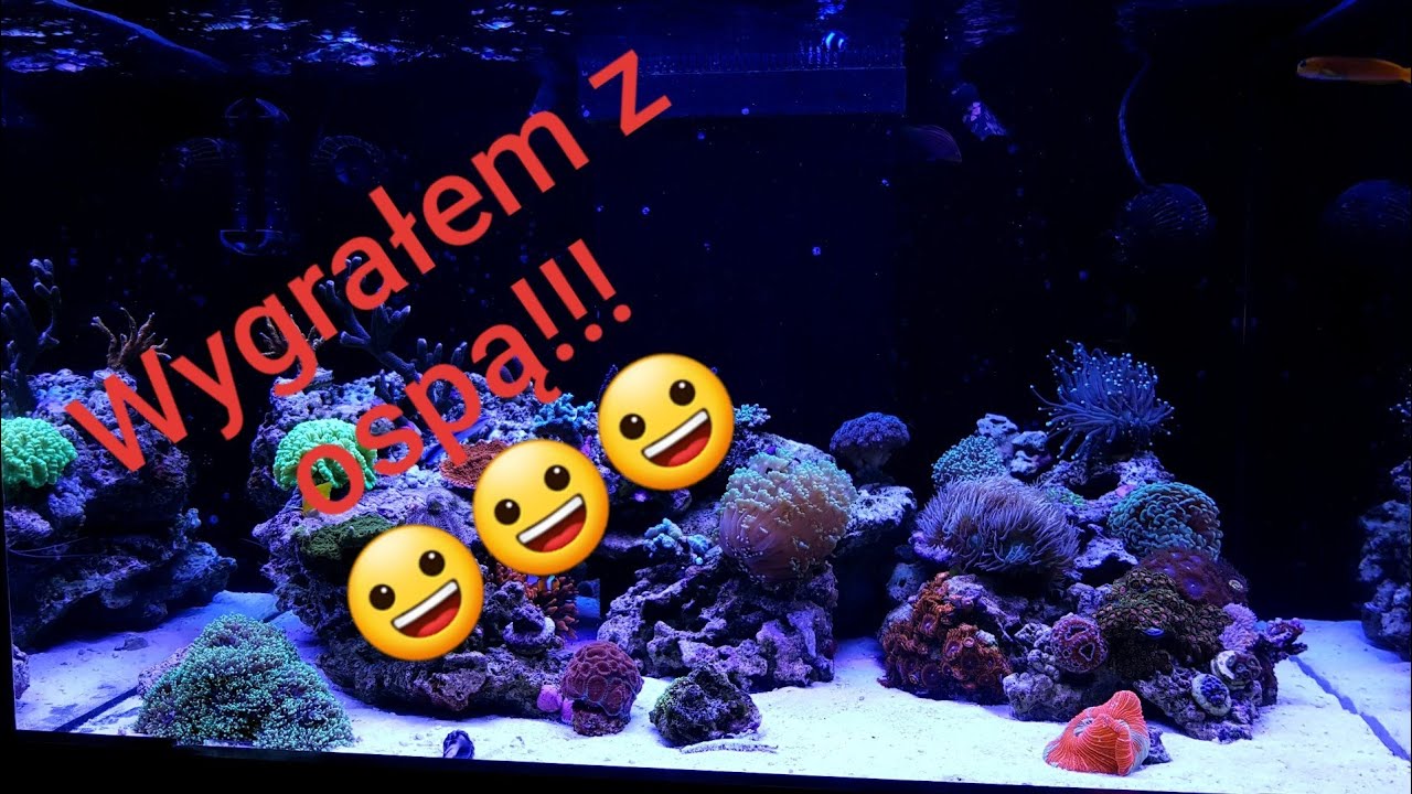 Jak udało mi się zwalczyć ospę w akwarium morskim. Poly lab medic