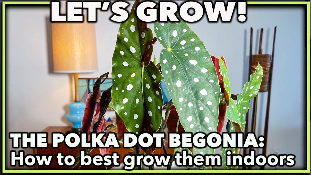POLKA DOT BEGONIA