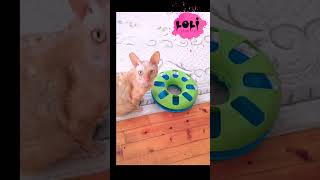 Loli Pink Cat Is Playing.