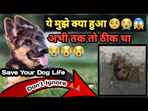 वीडियो: क्या आप कुत्तों को आरएचएस गार्डन में ले जा सकते हैं?