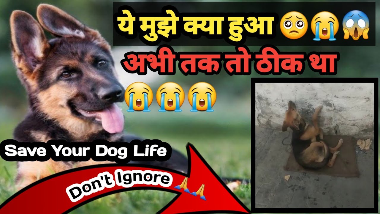 ये क्या हुआ Dog को जाने 😱🥺😭 Epilepsy ( मिर्गी ) / Canine Distemper