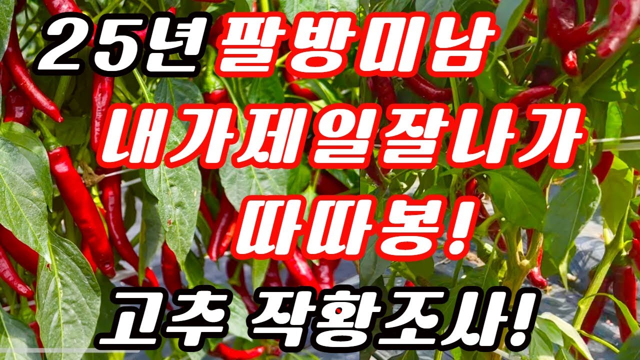 25년 팔방미남고추작황, 내가제일잘나가고추작황, 따따봉고추작황 