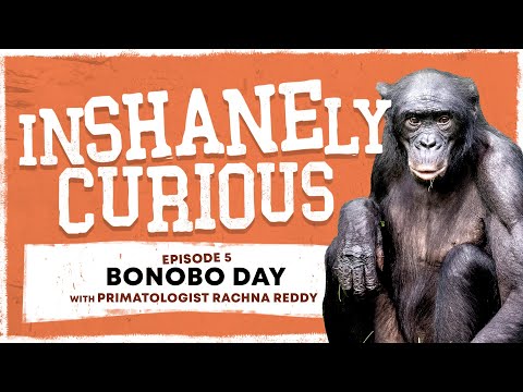 Bonobo Day with Primatologist Rachna Reddy | InShanely Curious Ep 5