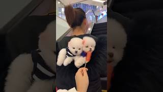 #Cut Puppy🐶, #Dog Lover Pet Happiness #Baby #Hugpet Beautifully #heartlove