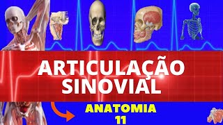 Articulação Sinovial - Clificação, Estrutura E Funcionamento - Anatomia Articular