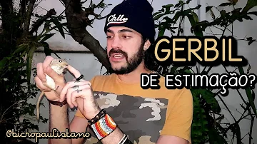 Como é ter um Esquilo-da-Mongólia?