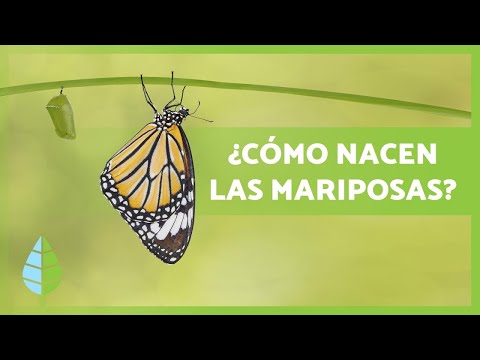 Video: ¿Las mariposas usarán una casa de mariposas?