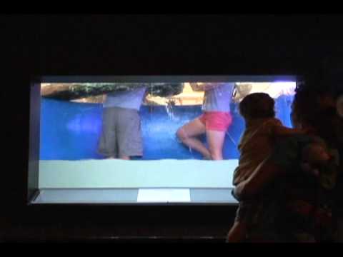 Nurse Sharks