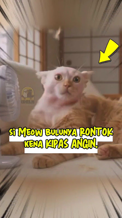 Bulu Si Meow rontok Jadi B0T4K #kucinglucu #cat #animal #short
