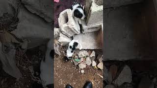#puppyes #escaperoom #escapegames #puppy #puppyshorts #animaljourney #animalshorts #puppyfriends