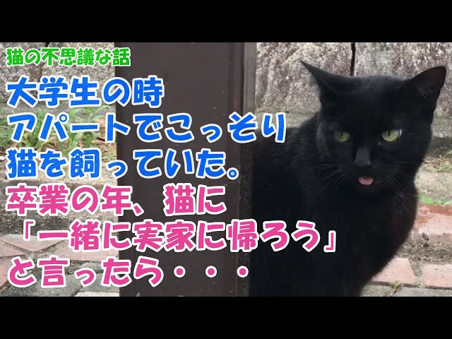 【猫の不思議な話】大学生の時、アパートでこっそり猫を飼っていた。卒業の年、猫に「一緒に実家に帰ろう」と言ったら・・・