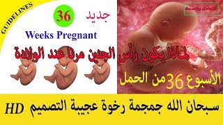 الأسبوع 36 من الحمل // لماذا يكون رأس الجنين مرنا عند الولادة ... سبحان الله HD