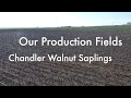 Walnut sapling production fields in turkey