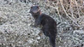 Wild American Mink http://www.wildirishswan.com - Paul Hughes Wildlife Photography. The American Mink, has escaped or has been let loose from Mink farms throughout Ireland. It has become widespread throughout Ireland. These Minks are very active. Copyright (C) Paul Hughes Wildlife Photography and Videography. This video should only be viewed via You Tube or through the You Tube embed features. To License this material, please contact Paul Hughes at the above website address.