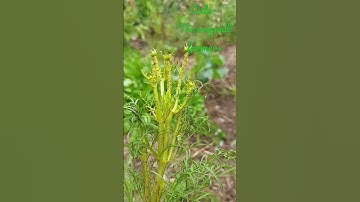 Pest Problems- Ants are Aphid Body Guards