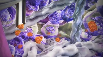 Medical Animation using 3Ds Max, 3Ds Max Particle Flow, Vray, After Effects