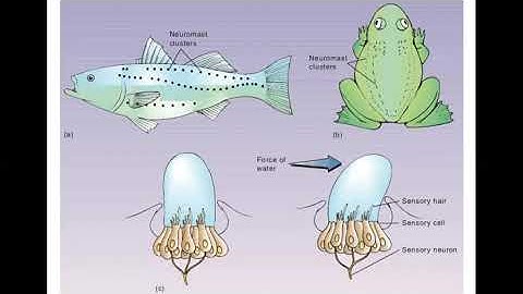 lateral line system, Mechanical & Electrical sensing