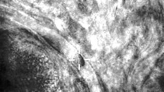 Optical trapping of single red blood cell in a live mouse