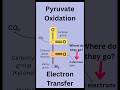 How Pyruvate Oxidation Makes NADH 🔋