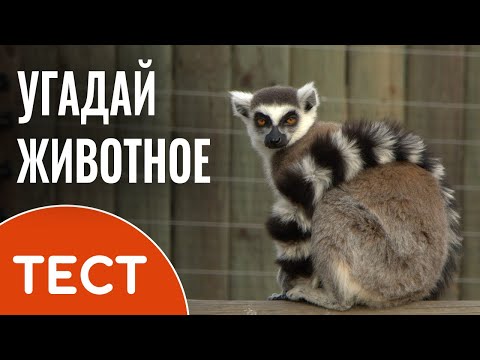Викторина: Угадай животное | Вопросы с ответами