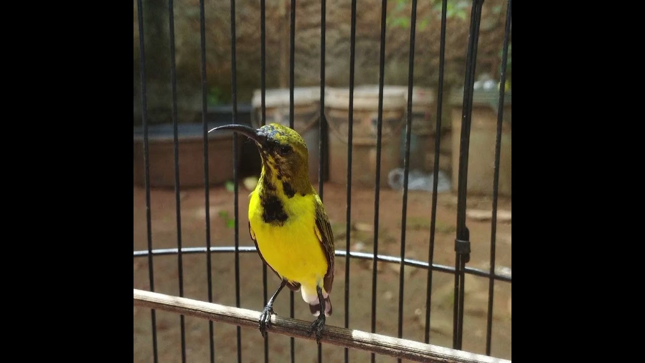 Pancingan sogon bahan