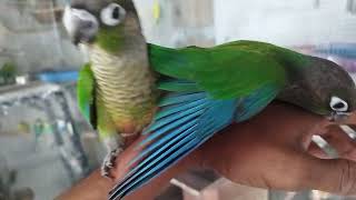 my indoor free fly green Chik canure