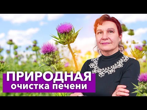 ГЛАВНОЕ РАСТЕНИЕ ДЛЯ ПЕЧЕНИ! Польза и вред расторопши пятнистой для здоровья человека