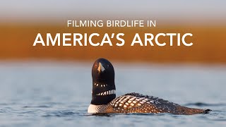 Filming Birdlife in America's Arctic