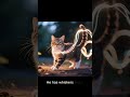 ドラえもんは猫 それともロボット ここで調べてみよう ドラえもんは猫 それともロボット ここで調べてみよう