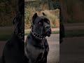 Can These Dogs Protect Your Home?