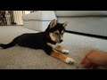 11-Week Old Shiba Inu Tricks - Meelo the Shiba Inu