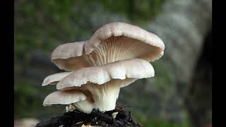 Are mushrooms Decomposers or Detritivores , Producers (Types and Beneficial for Ecosystem)
