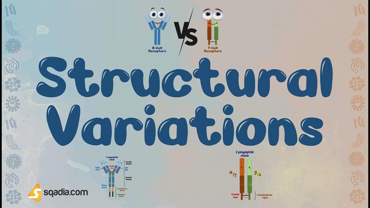 B-Cell Receptors vs T-Cell Receptors - Structural Variations