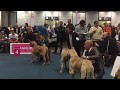 World Dog Show Leipzig 2017  FILA BRASILEIRO  JUNIOR CLASS