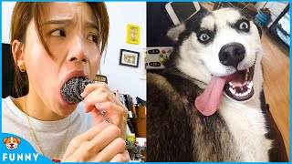 How Da Zhuang chased the frog away - Dog Funny Moments 2021 V12 - Dogs funny video