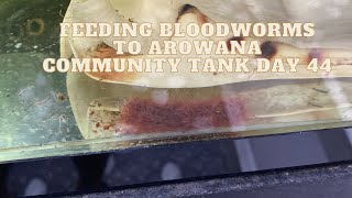 Feeding Bloodworms to Arowana Community Tank Day #44