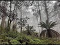 Snobs creek deforestation documentary