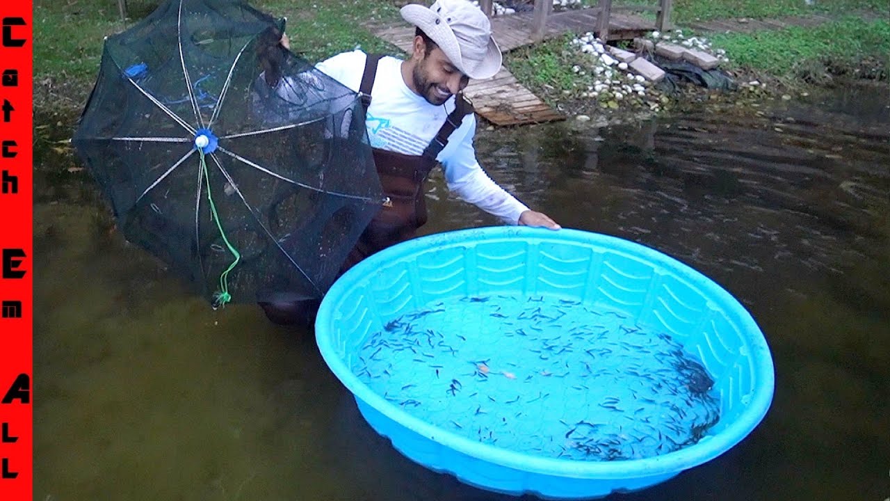 FLUSHING 1,000 FISH Caught OUT of the GRASS **Minnow Trap BIG Mistake ...