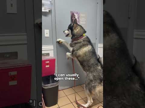 My dog loses