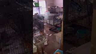 URGENT: 20+ Dogs Trapped In Hoarder Home With Deceased Owner For Over 2 Days [STORY BELOW]
