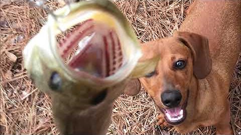 Squirrel Hunting Pesting PCP Airgun FX Impact .30 Air Rifle demolitia Training Puppy Dog to Hunt