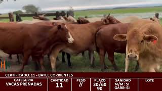 CERTIFICADO 11 VACAS PREÑADAS