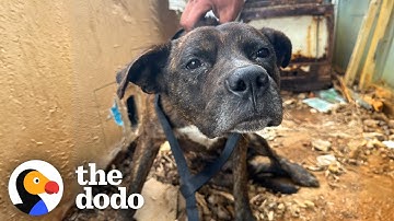 Everyone Said This Dog Would Never Walk... | The Dodo