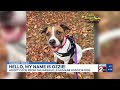 Fur Baby Friday: Meet Ozzie!