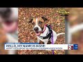 Fur Baby Friday: Meet Ozzie!