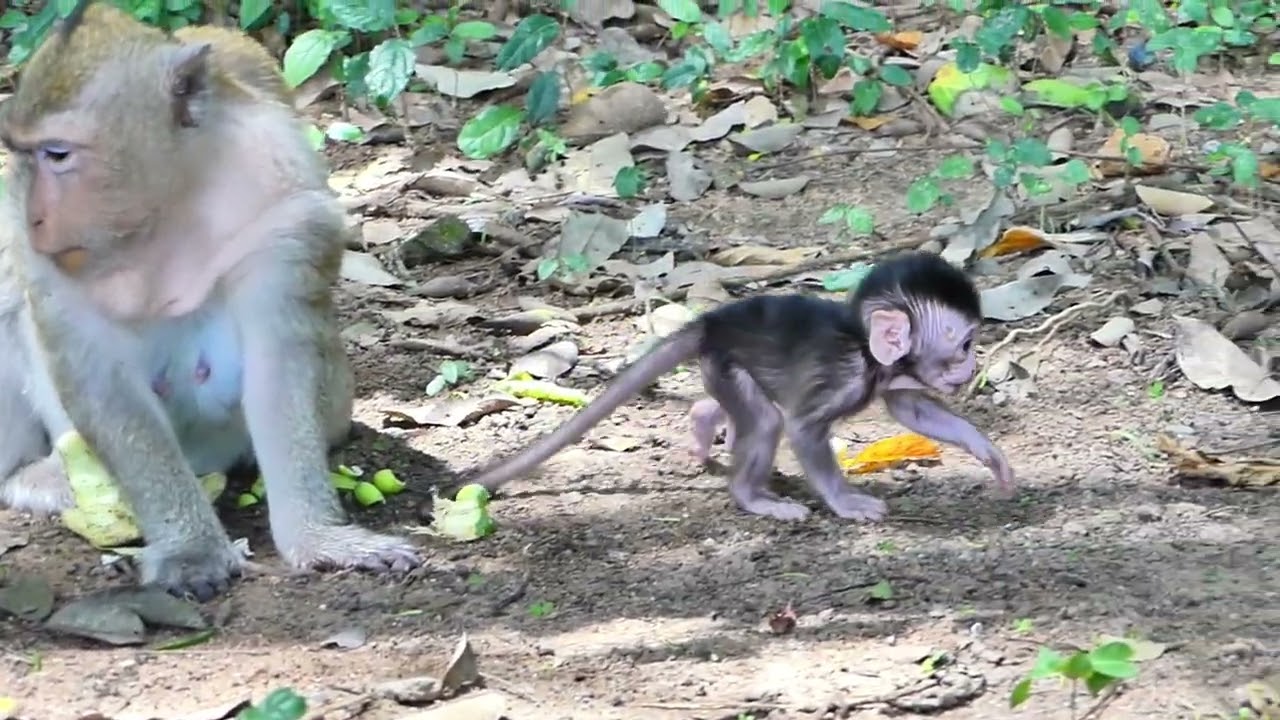 Sacred Monkeys: The Role of Monkeys in Religion The Trickster Monkey: Folktales from the Jungle