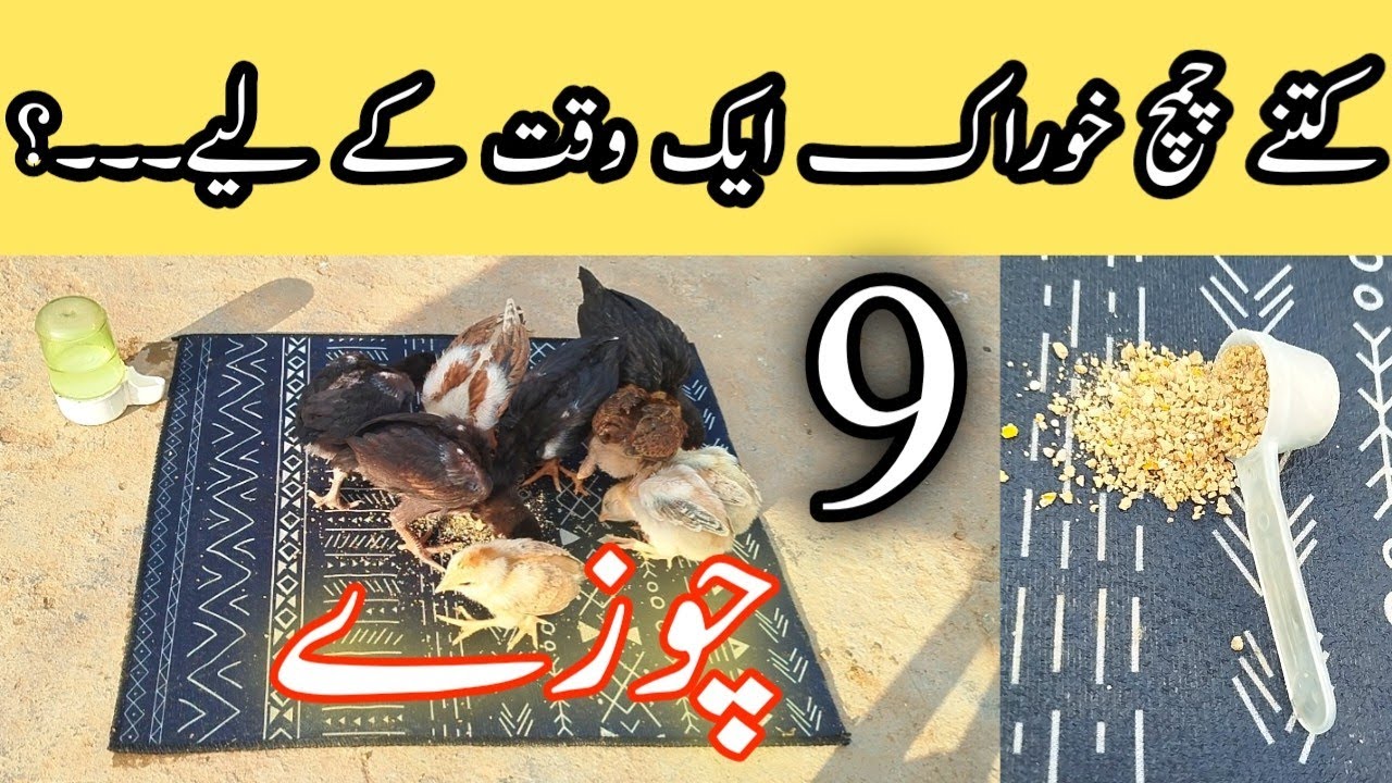 Как накормить 9 цыплят – сколько ложек корма нужно?